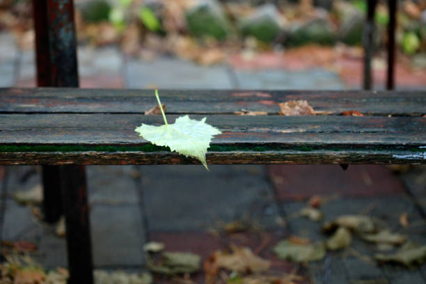 Bench covered in brown leaves in a forest close to Arresø which is the largest freshwater lake in Denmark and situated northwest of Copenhagen. This is very close to Frederiksværk, which is a small-town northwest of Copenhagen.