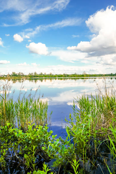 Reeds and trees at the edge of a river flowing through the countryside in Cambridgeshire, England.