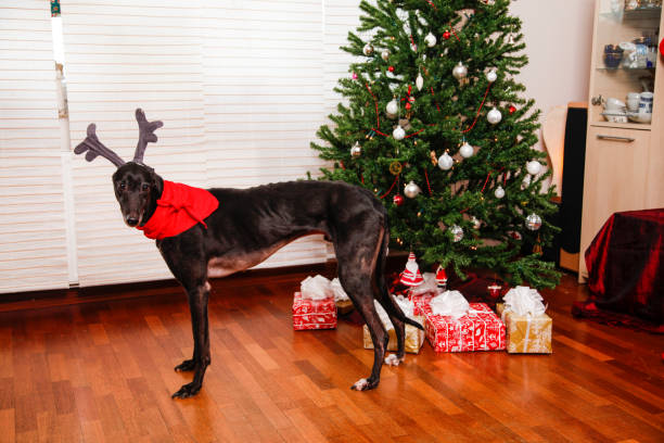 The horned pet dog with christmas tree in the background. Home made reindeer.