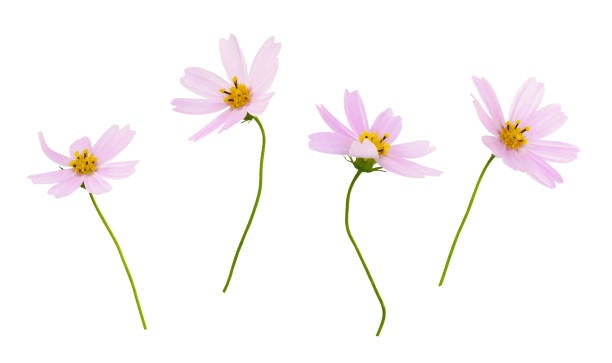 istock Set of pink cosmos flowers isolated 2184707807