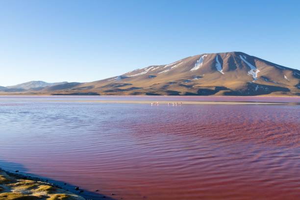 istock Laguna Colorada with flamingos and mountain backdrop 2184709473