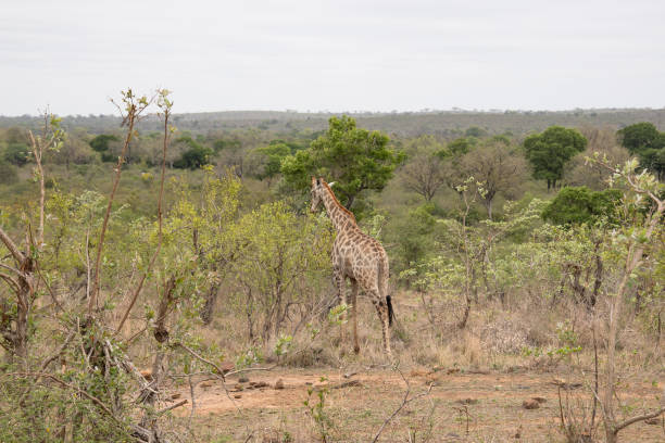 a giraffe in Kruger National Park, South Africa