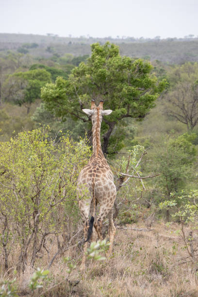 istock a giraffe in Kruger National Park, South Africa 2184710345