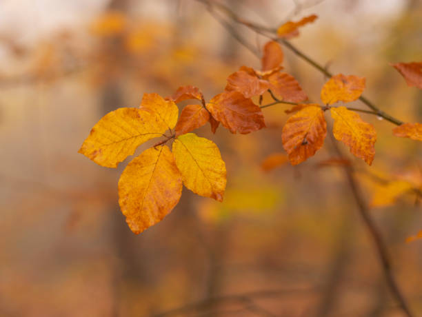 istock Colorful autumn leafs on tree branch in late autumn. 2184710924