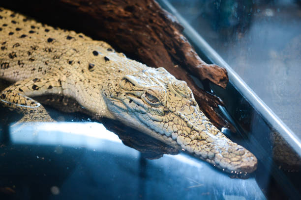 istock Albino Crocodile Exhibition 2184711107