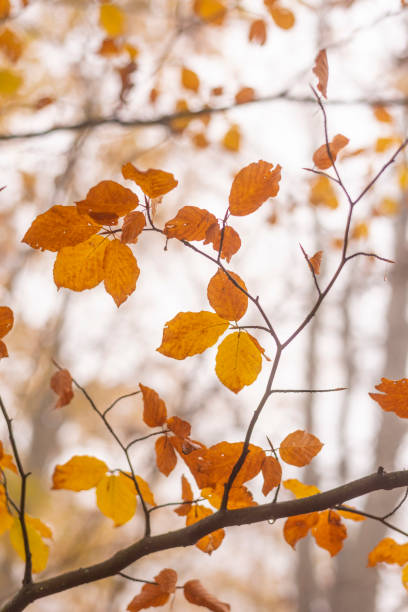 istock Colorful autumn leafs on tree branch in late autumn. 2184711496