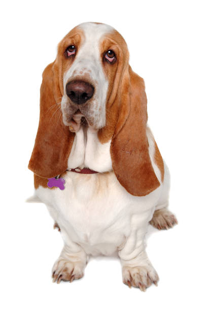 istock Sad Basset Hound  dog on a white background 2184713718