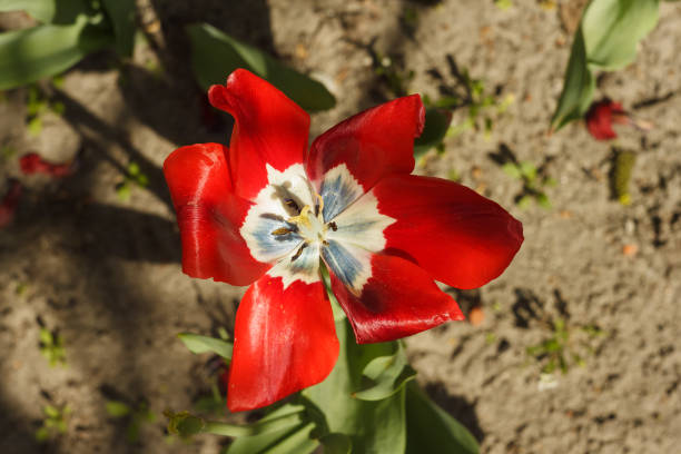 Beautiful flower of red tulip. Top view
