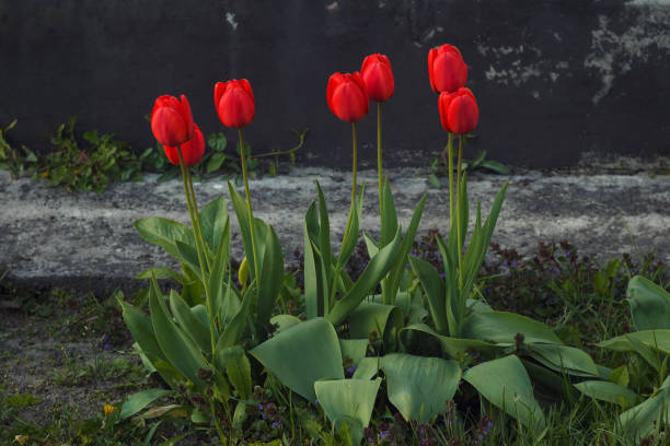 Red tulips near the house. (Tulipa)
