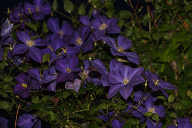 istock Flowers of Clematis on a black background. 2184714319