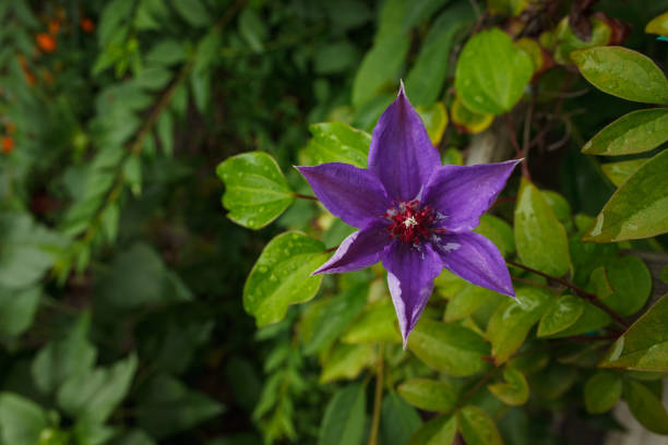 Clematis on the background of green leaves. The small depth of field.