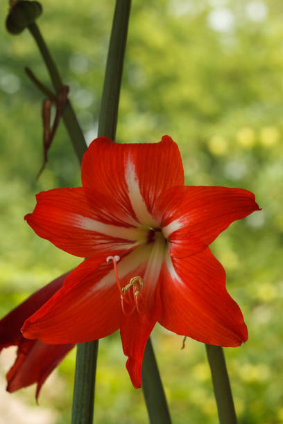 istock Red flower Amaryllis (Amaryllidaceae). Close-up 2184714483