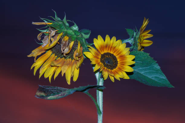Decorative sunflower on a background of the evening sky. The small depth of field.