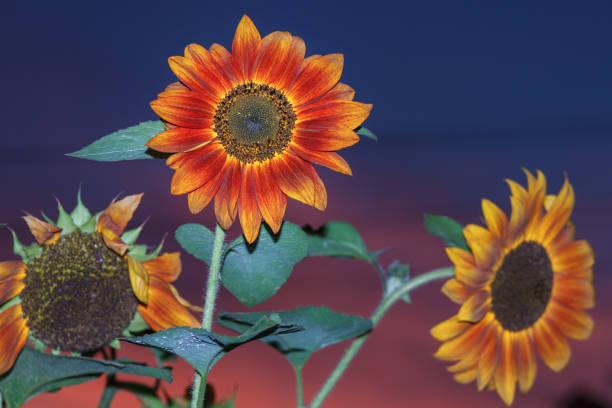 Decorative sunflower on a background of the evening sky. The small depth of field.