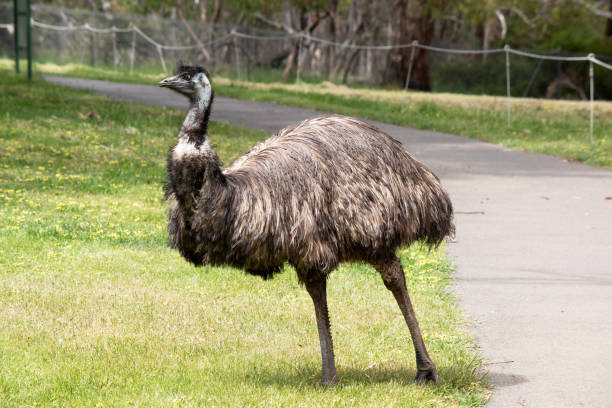 istock the emu is a tall bird 2184716381