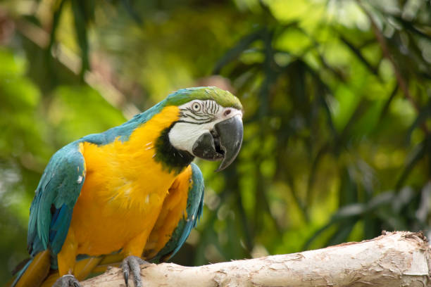 istock the blue and golden macaw is perched on a branch 2184716387