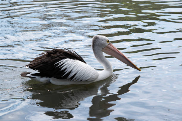 istock this is a side view of a pelican swimming 2184716449