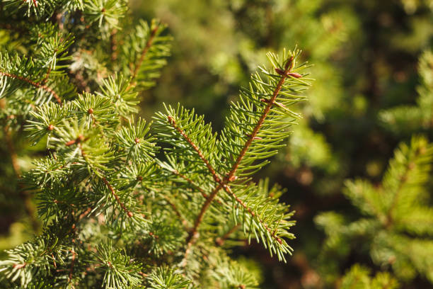 istock The branches of spruce. Background 2184716485