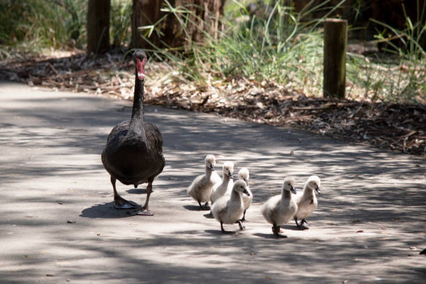 istock the swan is looking after her cygnets 2184716939