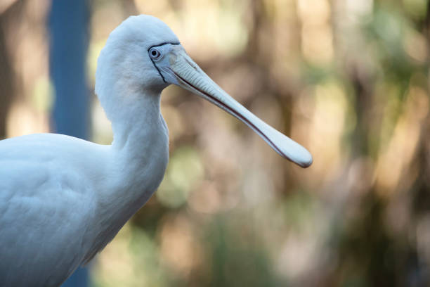 istock this is a close up of a yellow spoonbill 2184717216