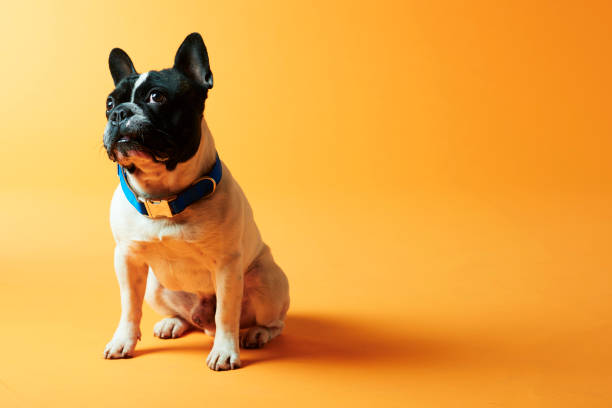 istock Small dog sitiing on colour background 2184717242