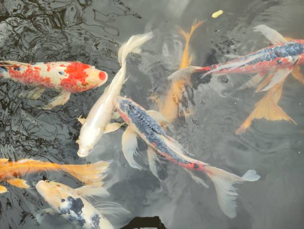 istock Koi in a japanese pond 2184718156