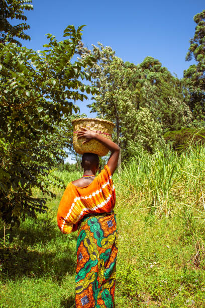 istock A young African woman carrying a basket on her head while walking along a footpath on the farm 2184719607
