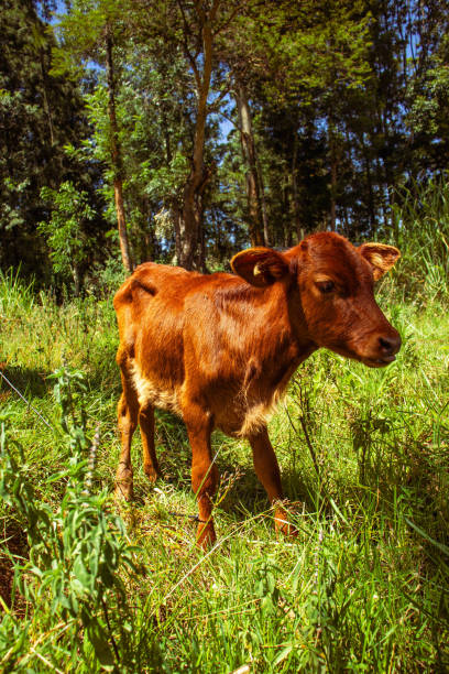 A cute brown calf in the pasture on a clear sky summer day