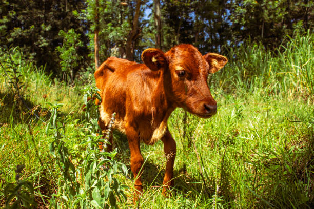istock A cute brown calf in the pasture on a clear sky summer day 2184719643