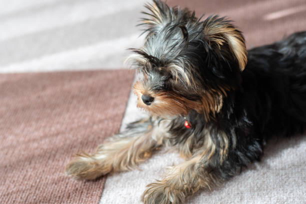istock A cute dog lying down on the floor 2184719868