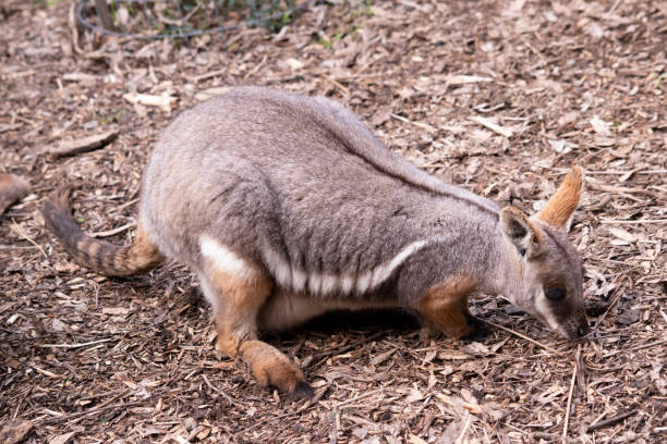 istock this is a side view of a  yellow footed rock wallaby 2184723032