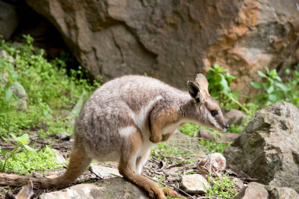 istock this is a side view of a  yellow footed rock wallaby 2184723060