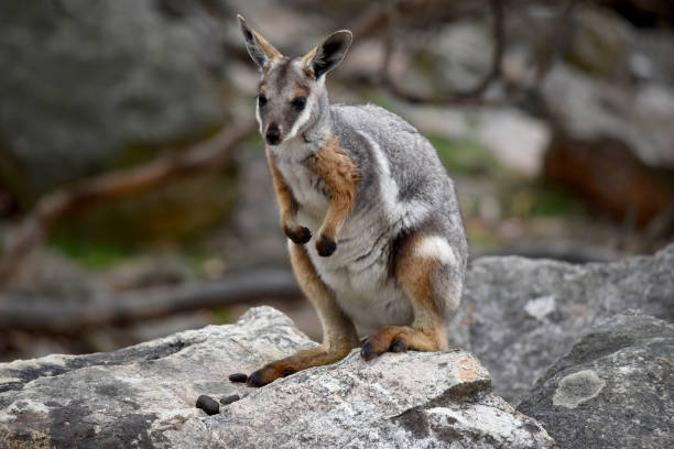 The Yellow-footed Rock-wallaby is brightly coloured with a white cheek stripe and orange ears. It is fawn-grey above with a white side-stripe, and a brown and white hip-stripe.