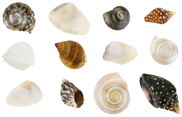 Collection of seashells isolated on a white background. Completely in focus. Focus stacking.