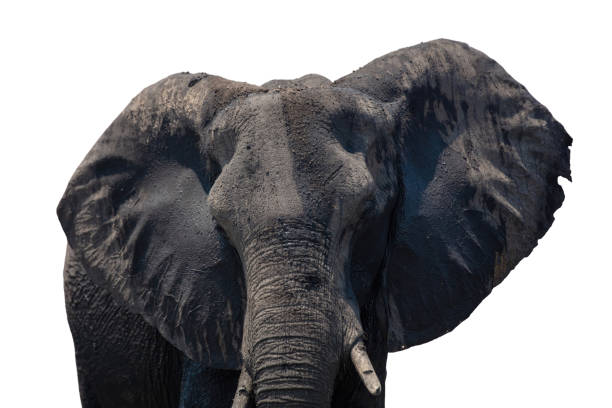 istock African elephant head isolated on white, closeup 2184726848