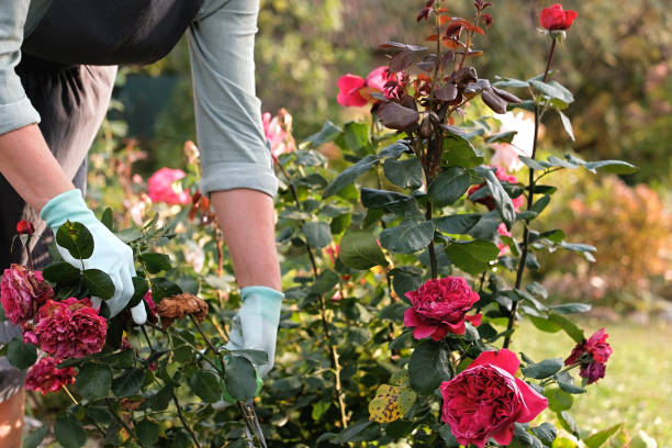 istock A woman gardener tends to her roses, skillfully pruning. 2184727468