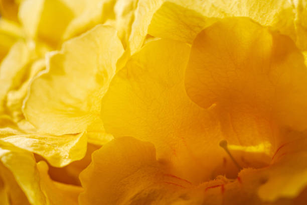istock Yellow flower petals Macro Close-Up Shot 2184728349