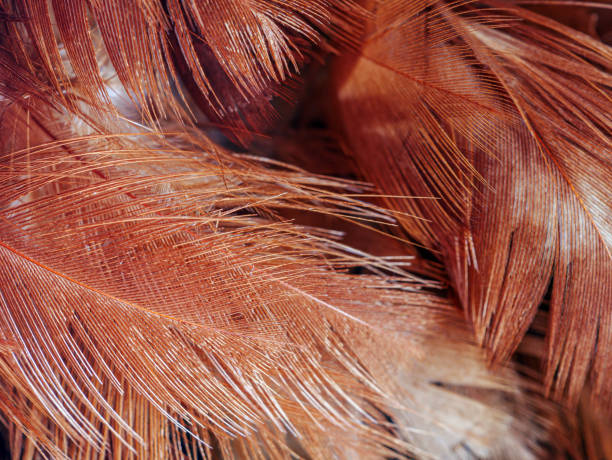 istock Brown feather details Macro Close-Up Shot 2184728467