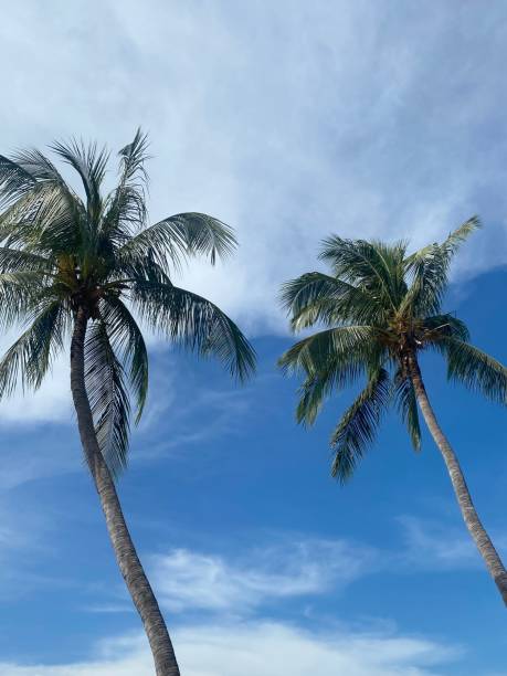 istock Palm trees on sunny blue sky background 2184729709