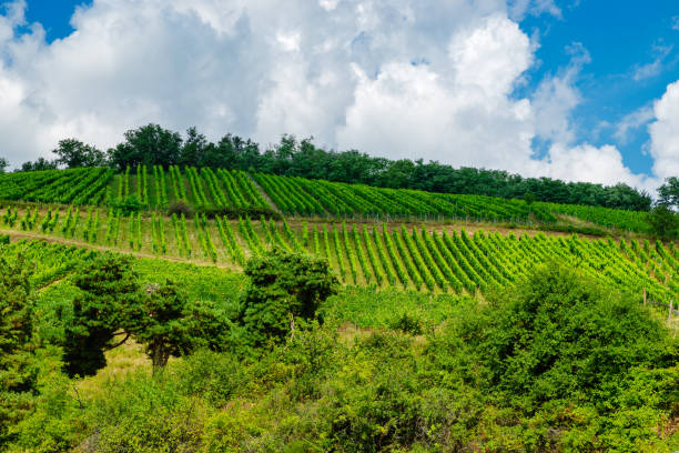 istock sunny french vineyards in alsace 2184730422