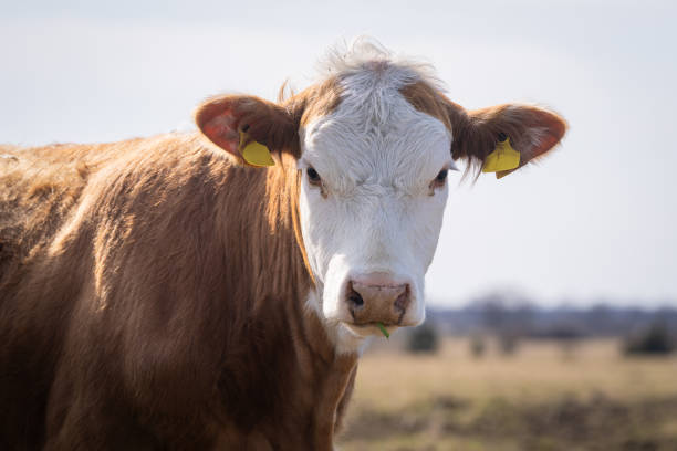 istock Yearling heifer Hereford cattle with spring background. 2184731695