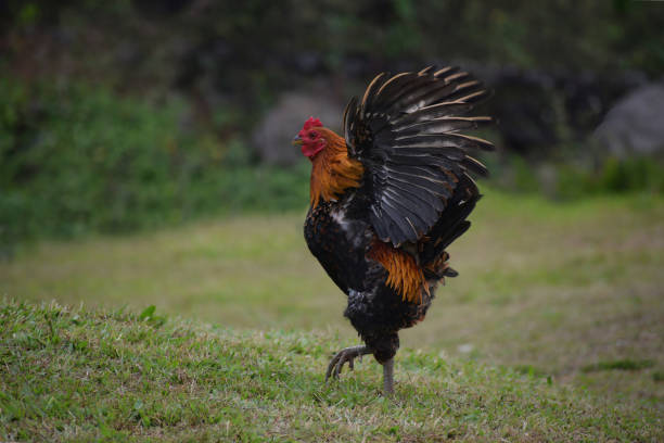 Black red color rooster chicken standing in the field, flapping wing. standing on a patch of grass. The rooster has a vivid red comb and wattle, with a glossy black tail Black red color rooster chicken standing in the field, flapping wing. standing on a patch of grass. The rooster has a vivid red comb and wattle, with a glossy black tail for photo stock rooster open wings stock pictures, royalty-free photos & images