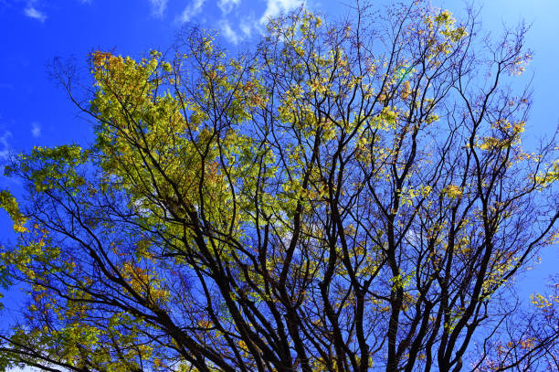 background of royal poinciana tree with clear sky