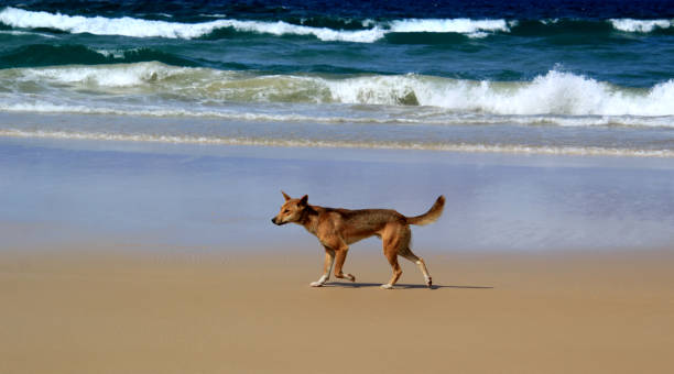 Fraser Island (K'Gari) Dingo on the beach