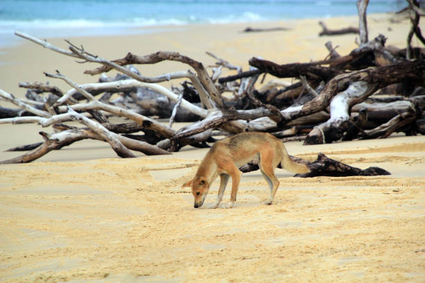 Fraser Island (K'Gari) Dingo searching on the beach