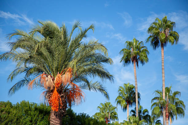 A vibrant close-up of a palm tree adorned with clusters of bright red dates, captured under the warmth of a clear, sunny sky. The lush green fronds of the palm contrast beautifully with the vivid red fruit, creating a tropical and inviting atmosphere. The bright sunlight enhances the rich colors, making this scene an ideal representation of a sun-soaked, tropical environment.Perfect for promoting tropical destinations, summer vacations, botanical beauty, and showcasing the natural splendor of palm trees and exotic fruit. Ideal for travel marketing, nature photography, and lifestyle advertising.