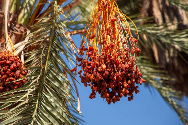 A vibrant close-up of a palm tree adorned with clusters of bright red dates, captured under the warmth of a clear, sunny sky. The lush green fronds of the palm contrast beautifully with the vivid red fruit, creating a tropical and inviting atmosphere. The bright sunlight enhances the rich colors, making this scene an ideal representation of a sun-soaked, tropical environment.Perfect for promoting tropical destinations, summer vacations, botanical beauty, and showcasing the natural splendor of palm trees and exotic fruit. Ideal for travel marketing, nature photography, and lifestyle advertising.