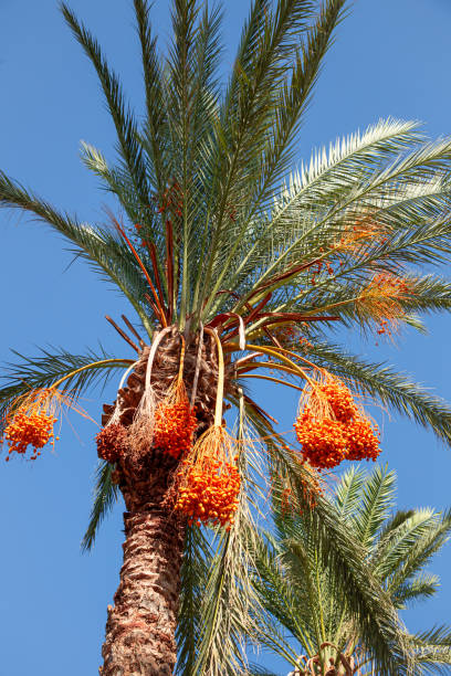 istock Close-Up of Palm Tree with Red Dates on Sunny Day 2184737321
