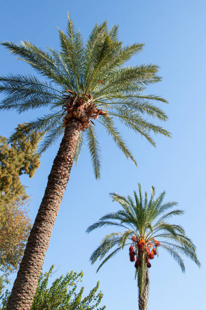 Palm trees in the park on the background of the blue sky