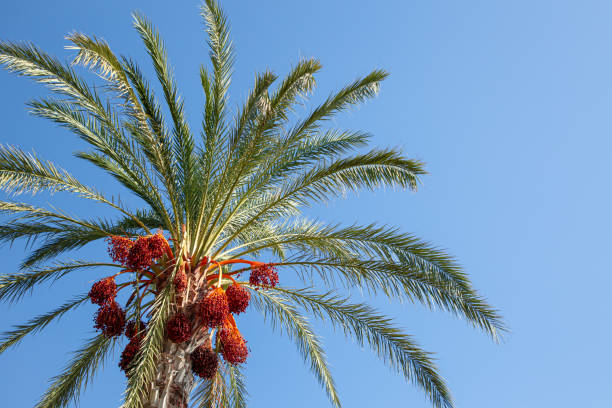 istock Close-Up of Palm Tree with Red Dates on Sunny Day 2184737693